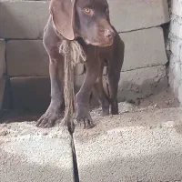 توله اصل آلمان