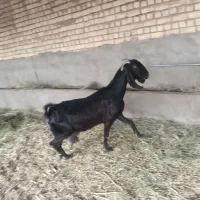 بز و میش و بره|حیوانات مزرعه|یزد, |دیوار