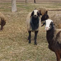 قوچ شال فروشی|حیوانات مزرعه|رزن, |دیوار