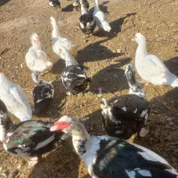 تخم اردک خارجی اسرایلی تازه و نطفه دار|حیوانات مزرعه|مزرعه کتول, |دیوار