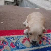 توله پاکوتاه|سگ|تهران, سعادتآباد|دیوار