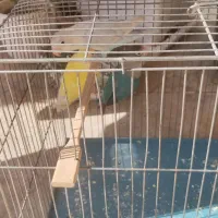 طوطی برزیلی فیشر|پرنده|کرج, دهقان ویلا|دیوار