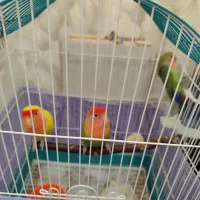 طوطی برزیلی مولد