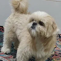 سگ شیتزو اساله