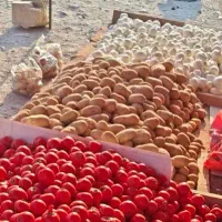 کارگرساده تره بار