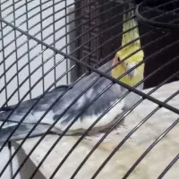 عروس هلندی نر