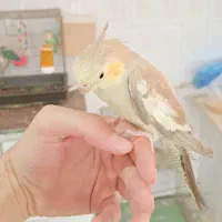 عروس هلندی فوق دستی رام اهویی سینامون نر وماده