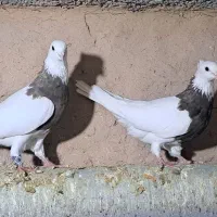 کبوتر طوقی|پرنده|گرمه, |دیوار