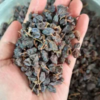 کشمش آفتابی