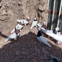 طوق نر و ماده|پرنده|هلالی, |دیوار