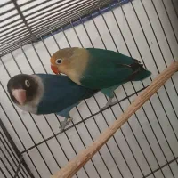 طوطی برزیلی