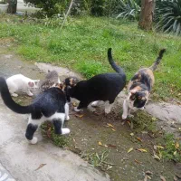 واگذاری ۳ بچه گربه|گربه|لشت نشا, |دیوار