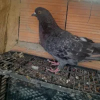 کبوتر پرشی معاوضه