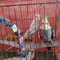 فروش عروس هلندی