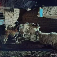 بره نر فروشی