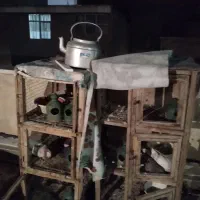 گنجه کبوتر جفت کن سه طبقه|لوازم جانبی حیوانات|ری, حمزهآباد|دیوار