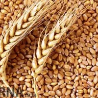 فروش گندم آرد شده|خدمات باغبانی و درختکاری|دشتابی, |دیوار