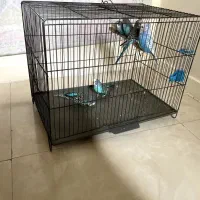 مرغ عشق|پرنده|شهر ری, صفاییه (چشمه علی)|دیوار