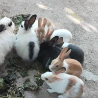 بچه خرگوش|موش و خرگوش|گنبد کاووس, |دیوار