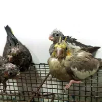 فروش جوجه طوطی هلندی 550|پرنده|بهبهان, |دیوار