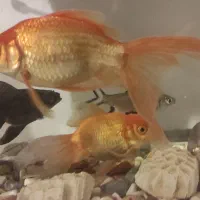 فروش اکواریوم