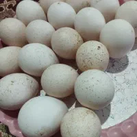 تخم بوقلمون