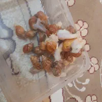 حلزون|خوردنی و آشامیدنی|یزد, |دیوار