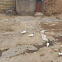 کبوتر الماسی