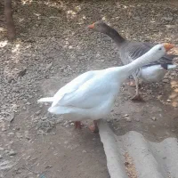 فروش 2 عدد قاز