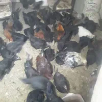 مرغ و خروس|حیوانات مزرعه|بروجن, |دیوار