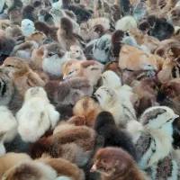 فروش جوجه سه روزه
