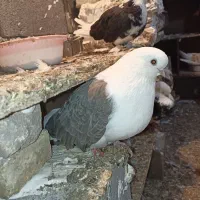 کفتر.دوبال سبز نوک کوتاه.ماده|پرنده|گرگان, |دیوار