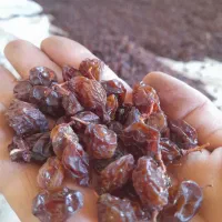 خرید و فروش گیاهان دارویی و خشکبار|خوردنی و آشامیدنی|داراب, |دیوار