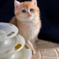 بچه گربه
