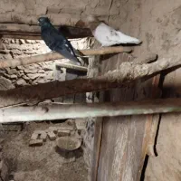 دوازده عدد کبوتر حسابی و قشنگ|پرنده|قم, پردیسان|دیوار