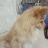 واگذاری پامر|سگ|کرمان, |دیوار