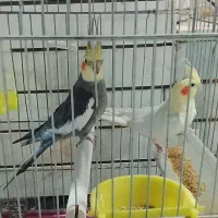 عروس هلندی