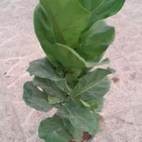 فیکوس بلک بزرگ|گل و گیاه طبیعی|فردیس, شهرک ارم|دیوار