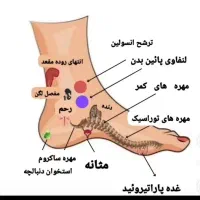 روغن ماساژ .خدمات ماساژ منزل شما