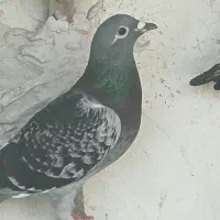 یک جفت اردن اصل پلاکی مسافتی