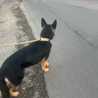 ژرمن|سگ|فردیس, فرامرزیه|دیوار