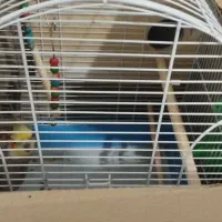 عروس هلندی مولد|پرنده|شهرضا, |دیوار