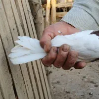 کفتر طوقی|پرنده|آران و بیدگل, |دیوار