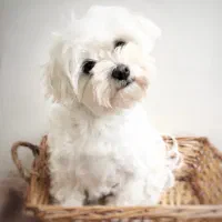 واگزاری فوری فوری