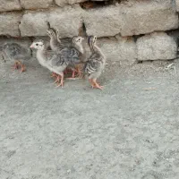 جوجه مرغ شاخدار