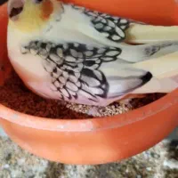 عروس هلندی تک خال و دوکت