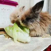 فروشی خرگوش لوپی|موش و خرگوش|تبریز, |دیوار