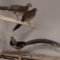 مرغ و خروس زینتی|حیوانات مزرعه|خمینی‌شهر, |دیوار