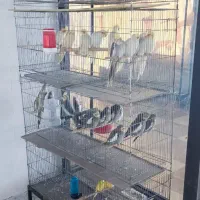 طوطی عروس هلندی تک و عمده|پرنده|خرمدره, |دیوار