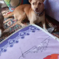 توله ، پاکوتاه
